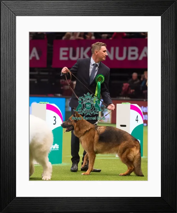 Framed Print : Crufts 2015 Framed Print : Crufts 2015