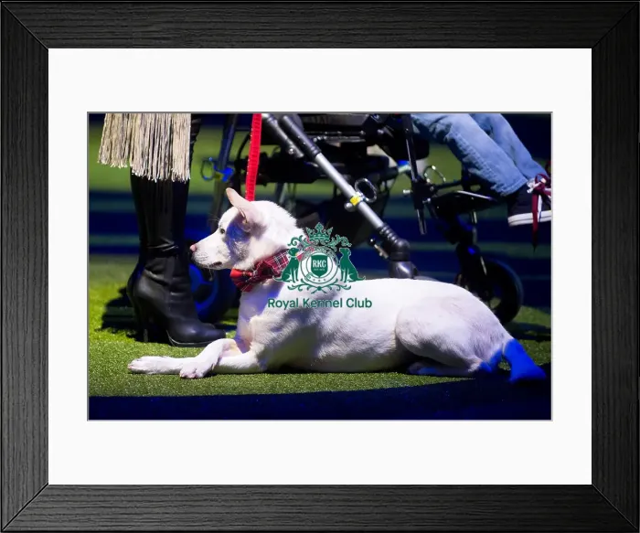 Framed Print : winner Framed Print : winner