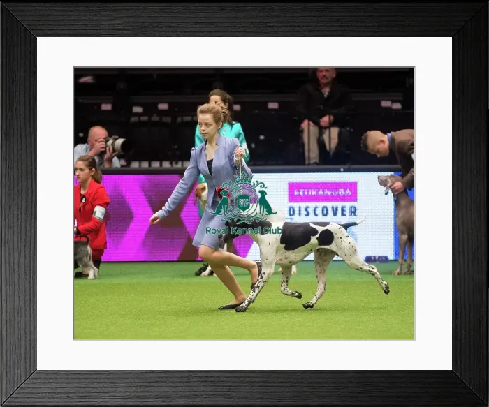 Framed Print : Crufts 2015 Framed Print : Crufts 2015