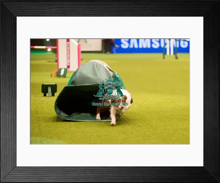 Framed Print : border collie going through the tunnel at Crufts 2015 Framed Print : border collie going through the tunnel at Crufts 2015