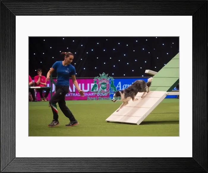 Framed Print : Crufts 2015 Framed Print : Crufts 2015
