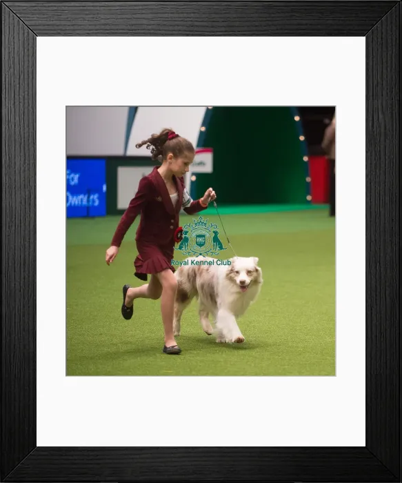 Framed Print : Crufts 2015 Framed Print : Crufts 2015