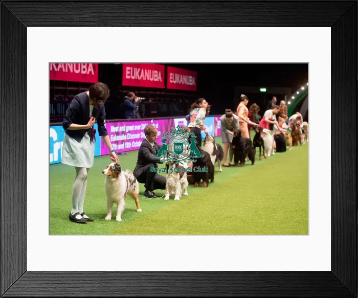 Framed Print : Crufts 2015 Framed Print : Crufts 2015