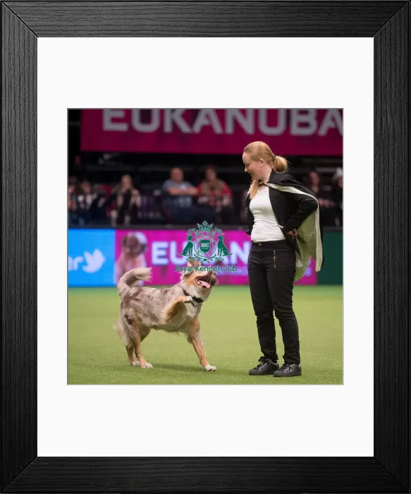 Framed Print : Crufts 2015 Framed Print : Crufts 2015