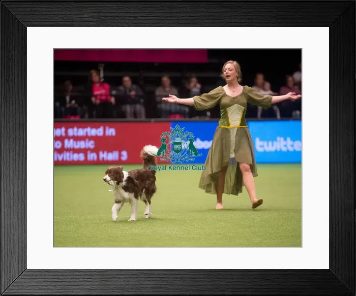 Framed Print : Crufts 2015 Framed Print : Crufts 2015