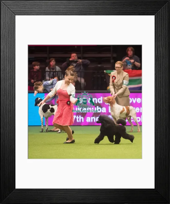 Framed Print : Crufts 2015 Framed Print : Crufts 2015