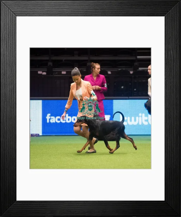 Framed Print : Crufts 2015 Framed Print : Crufts 2015