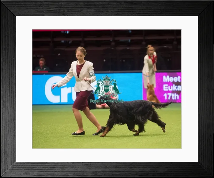 Framed Print : Crufts 2015 Framed Print : Crufts 2015