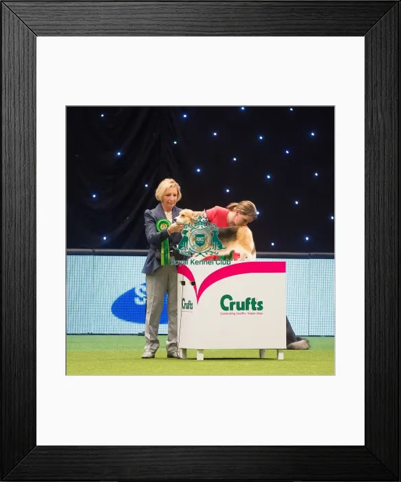 Framed Print : Crufts 2015 Framed Print : Crufts 2015