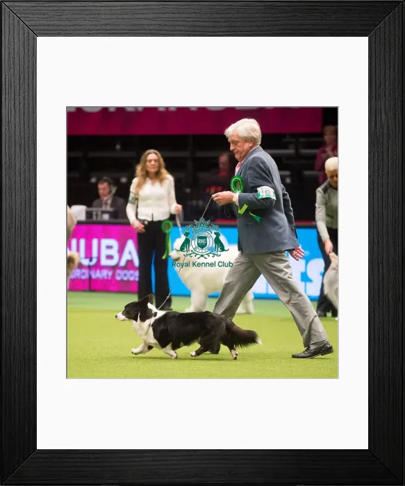 Framed Print : Crufts 2015 Framed Print : Crufts 2015