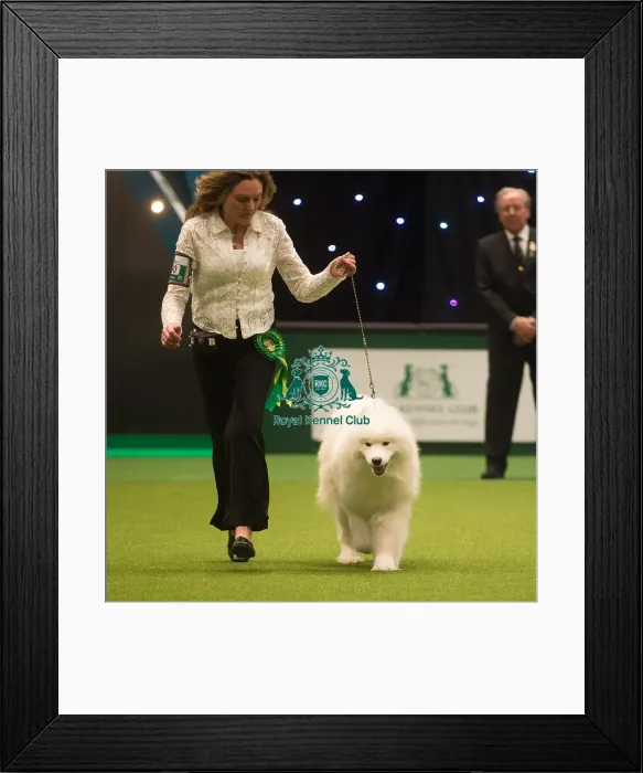 Framed Print : Crufts 2015 Framed Print : Crufts 2015