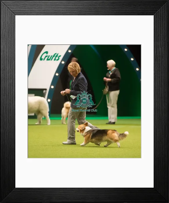 Framed Print : Crufts 2015 Framed Print : Crufts 2015