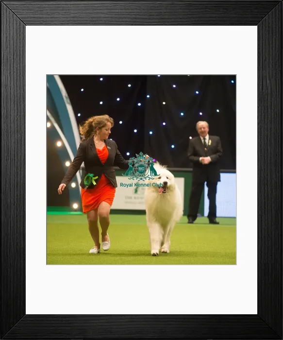 Framed Print : Crufts 2015 Framed Print : Crufts 2015