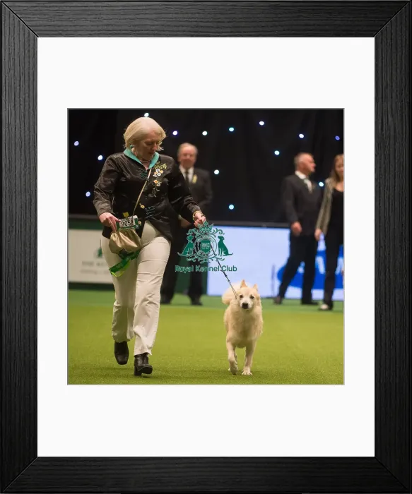 Framed Print : Crufts 2015 Framed Print : Crufts 2015