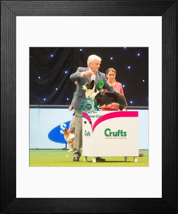 Framed Print : Crufts 2015 Framed Print : Crufts 2015