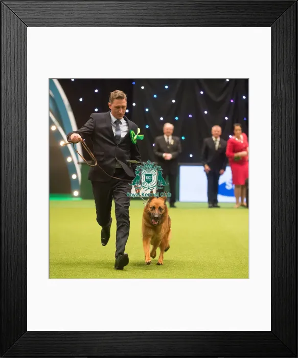 Framed Print : Crufts 2015 Framed Print : Crufts 2015