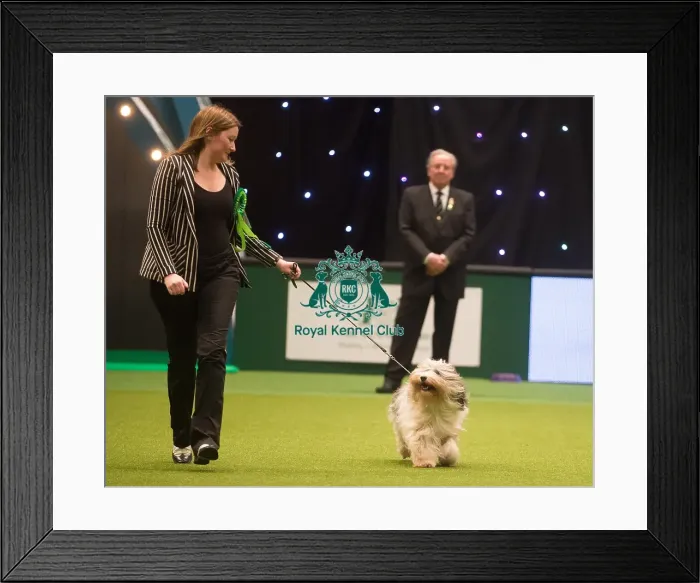 Framed Print : Crufts 2015 Framed Print : Crufts 2015