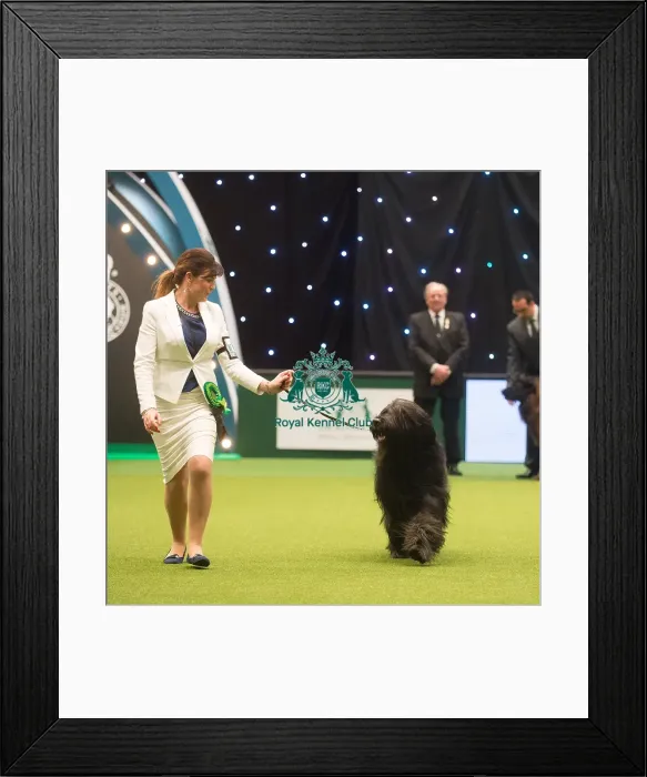 Framed Print : Crufts 2015 Framed Print : Crufts 2015