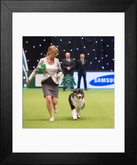 Framed Print : Crufts 2015