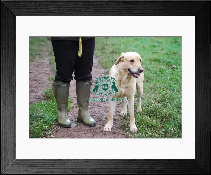 Framed Print : walking dog Framed Print : walking dog