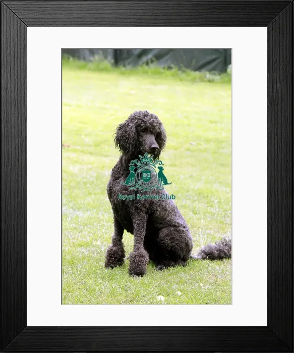 Framed Print : groomed, outdoors, outside, poodle, show dog, stacked, grass