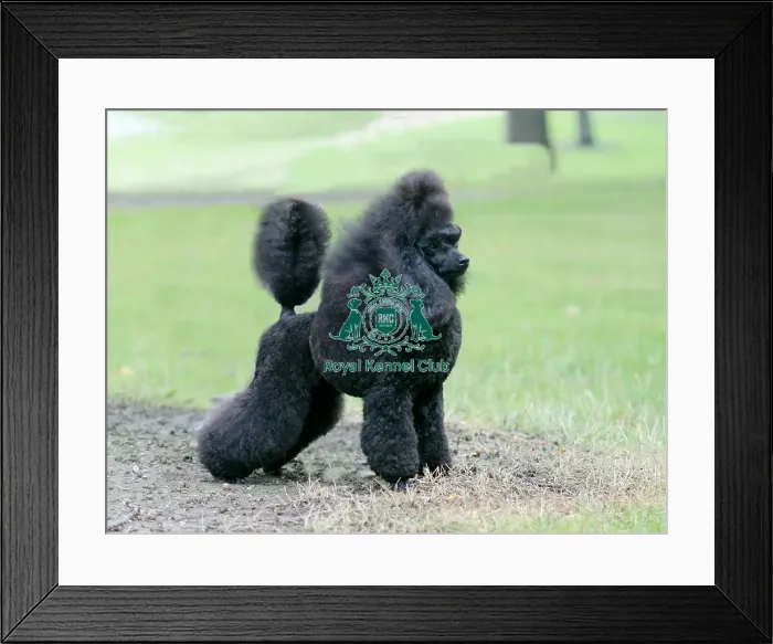 Framed Print : Poodle (Toy)