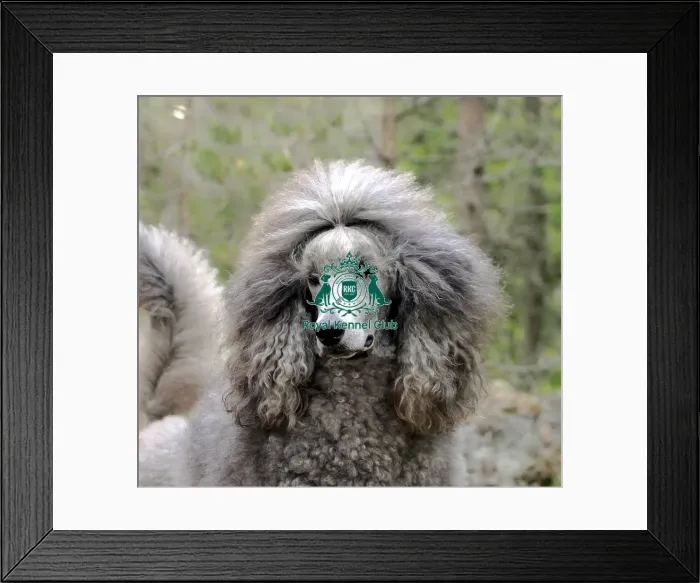 Framed Print : poodle, outdoors, outside, stacked, show dog, groomed, grass Framed Print : poodle, outdoors, outside, stacked, show dog, groomed, grass