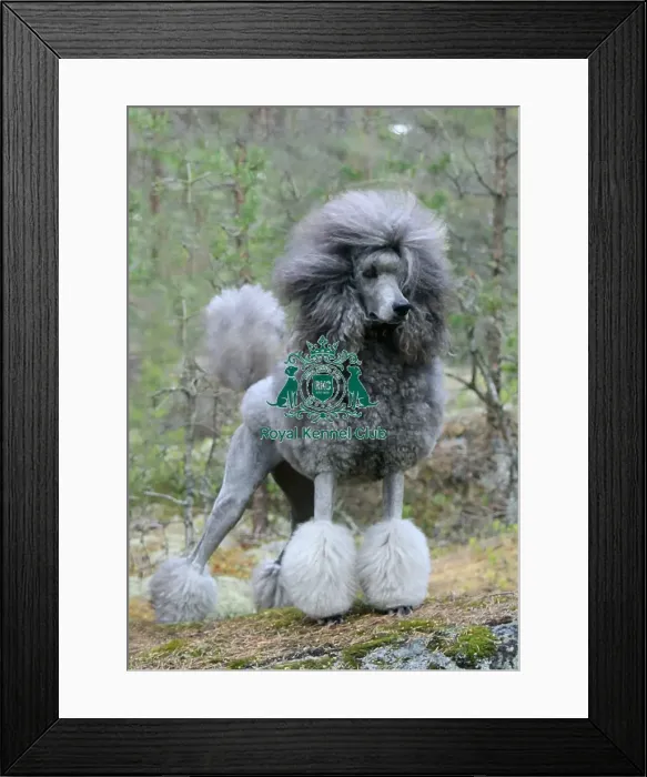 Framed Print : Poodle (Standard)