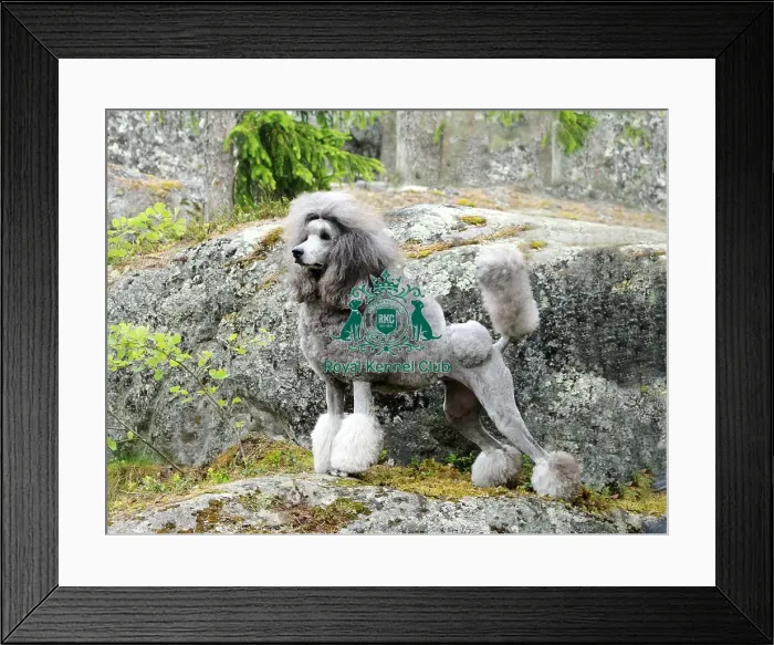 Framed Print : Poodle (Standard)