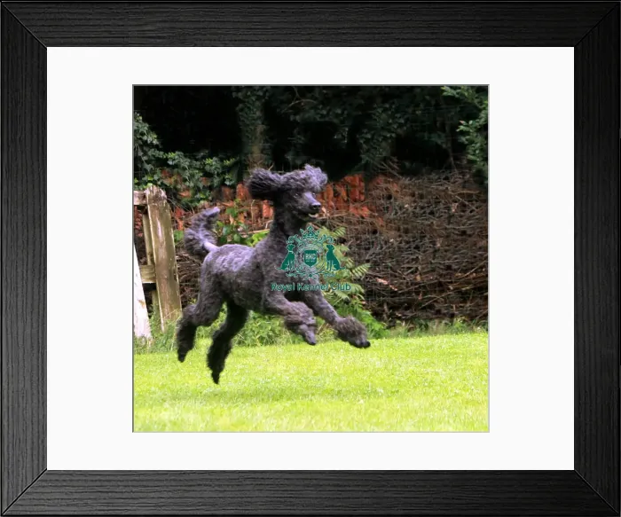 Framed Print : Poodle (Standard) Framed Print : Poodle (Standard)