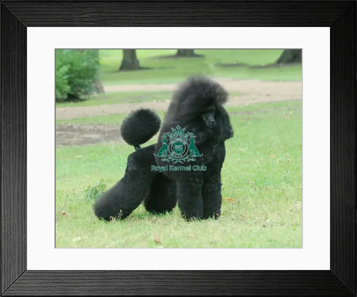 Framed Print : Poodle (Miniature) Framed Print : Poodle (Miniature)