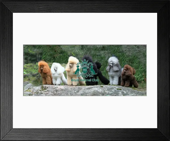 Framed Print : groomed, outdoors, outside, poodle, show dog, stacked, grass Framed Print : groomed, outdoors, outside, poodle, show dog, stacked, grass