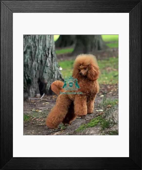 Framed Print : Poodle (Miniature) Framed Print : Poodle (Miniature)