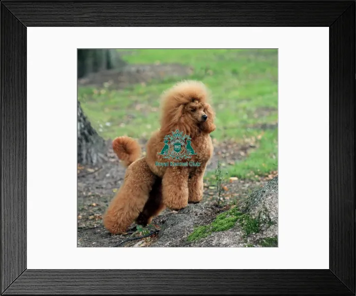 Framed Print : Poodle (Miniature)