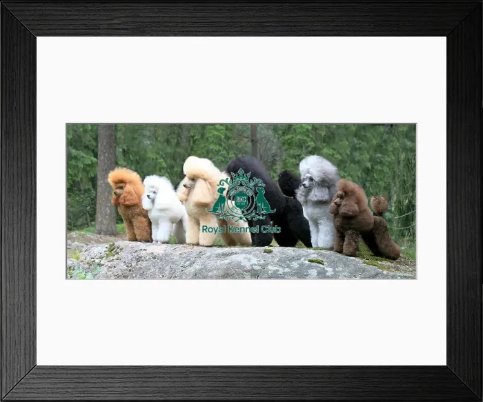 Framed Print : groomed, outdoors, outside, poodle, show dog, stacked, grass Framed Print : groomed, outdoors, outside, poodle, show dog, stacked, grass