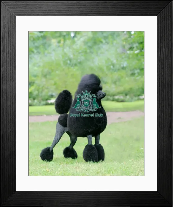 Framed Print : Poodle (Standard)