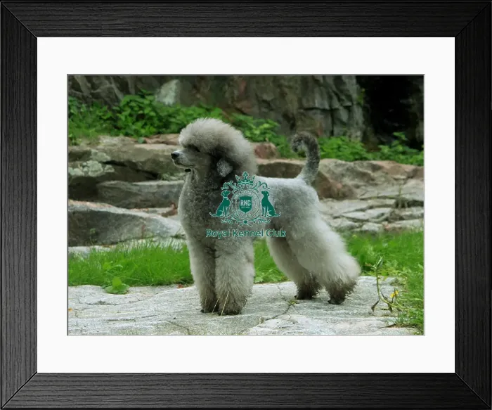Framed Print : Poodle (Miniature) Framed Print : Poodle (Miniature)