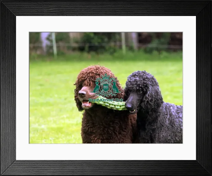 Framed Print : Poodle (Standard) Framed Print : Poodle (Standard)