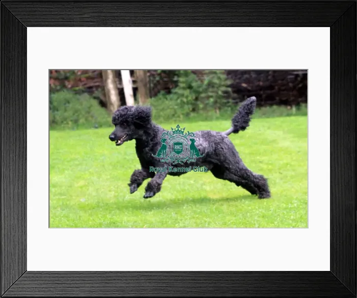 Framed Print : Poodle (Standard) Framed Print : Poodle (Standard)