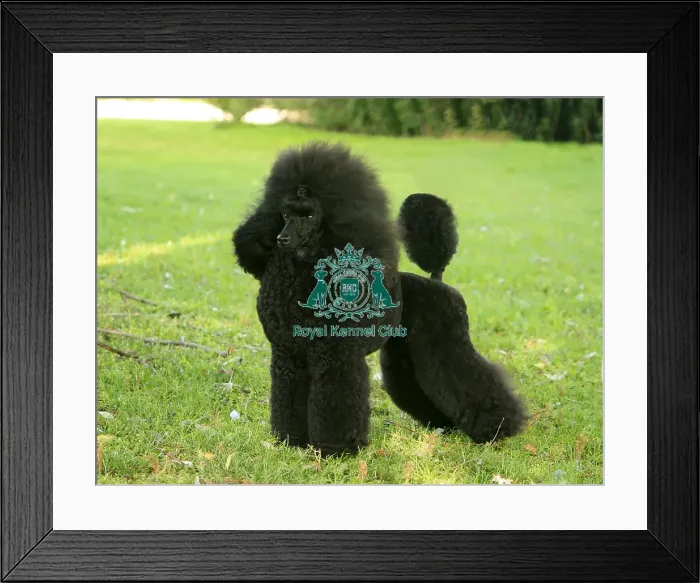 Framed Print : Poodle (Toy) Framed Print : Poodle (Toy)
