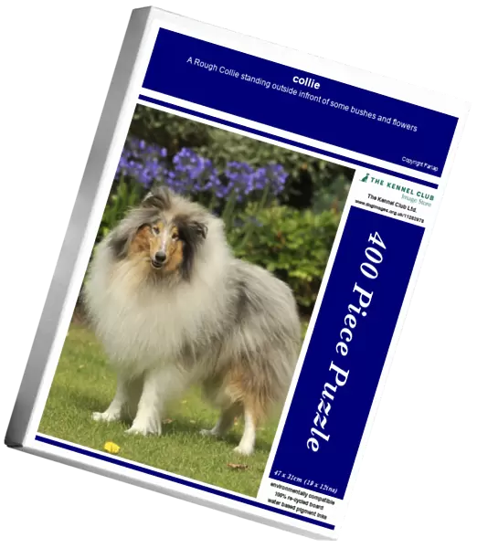 collie. A Rough Collie standing outside infront of some bushes and flowers