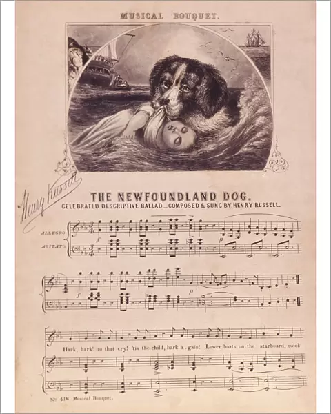 The Newfoundland Dog
