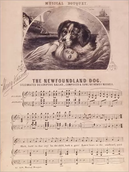 The Newfoundland Dog