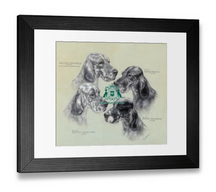 Framed Print : Suntop English Setters Framed Print : Suntop English Setters