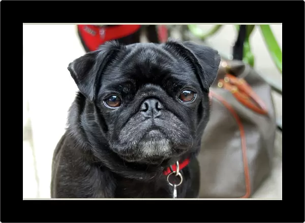 Pug. Black Pug. Note - There is increased concern among dog welfare organisations