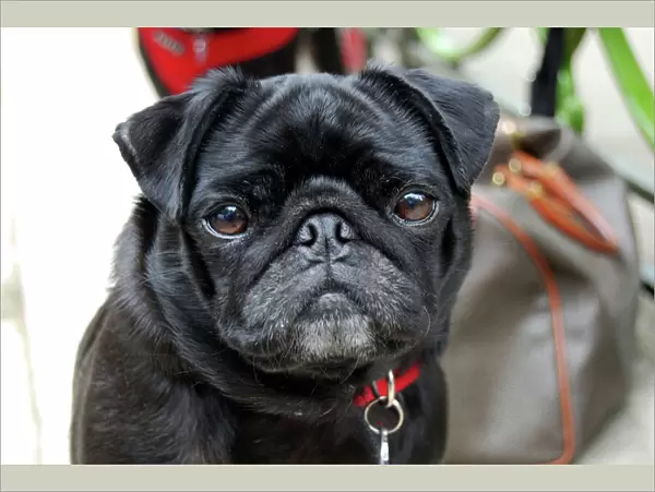 Pug. Black Pug. Note - There is increased concern among dog welfare organisations