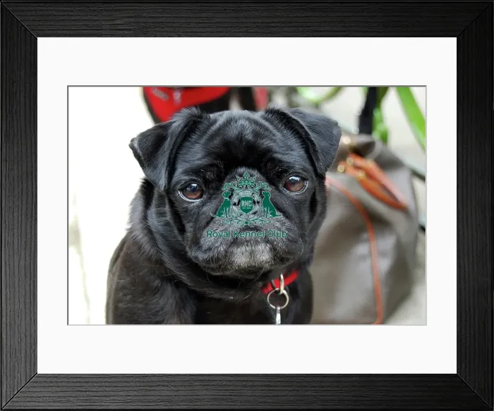 Framed Print : Pug. Black Pug. Note - There is increased concern among dog welfare organisations