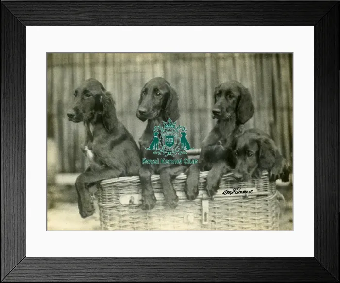 Framed Print : Four Irish Setter Puppies Framed Print : Four Irish Setter Puppies
