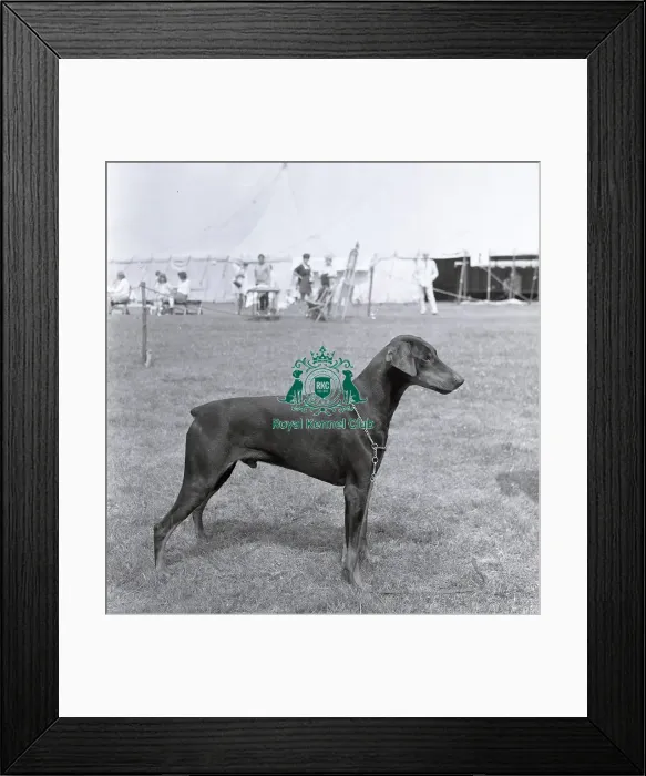Framed Print : Ch Tavey Stormy Medallion Framed Print : Ch Tavey Stormy Medallion