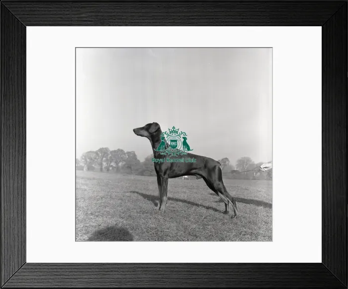 Framed Print : Ch Hensel Midnight Max, Dobermann Framed Print : Ch Hensel Midnight Max, Dobermann